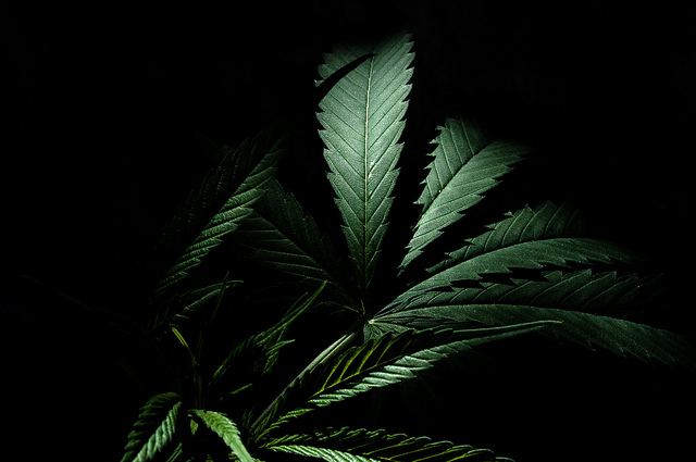 legalización de la marihuana