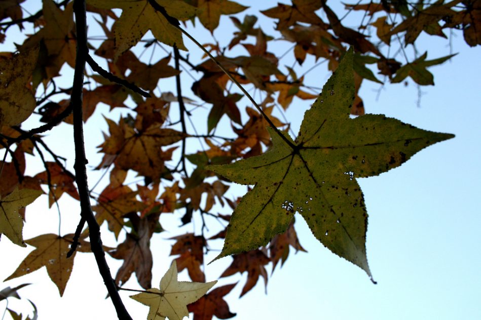 melanie-marquez-adams