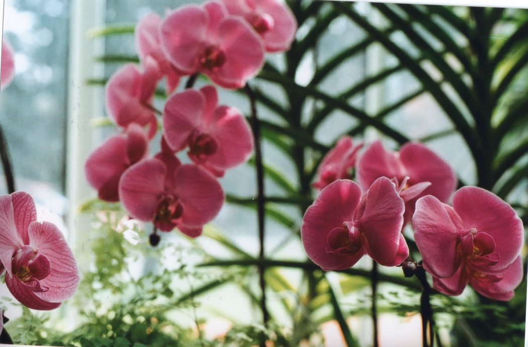 Una caminata por el Jardín Botánico de Río - ViceVersa Magazine