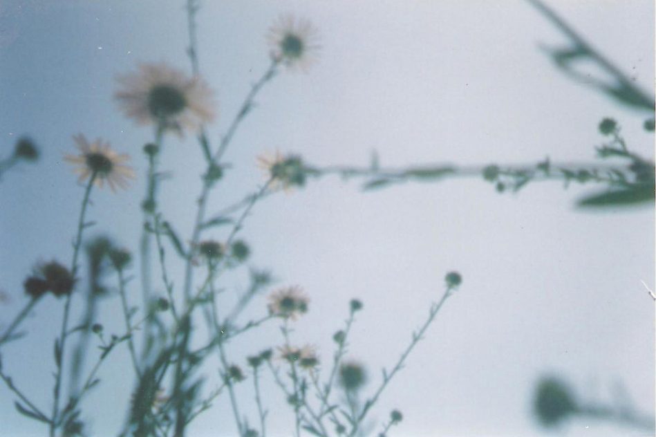 Daniel Campos