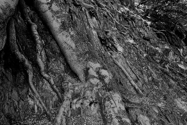 daniel campos cronica