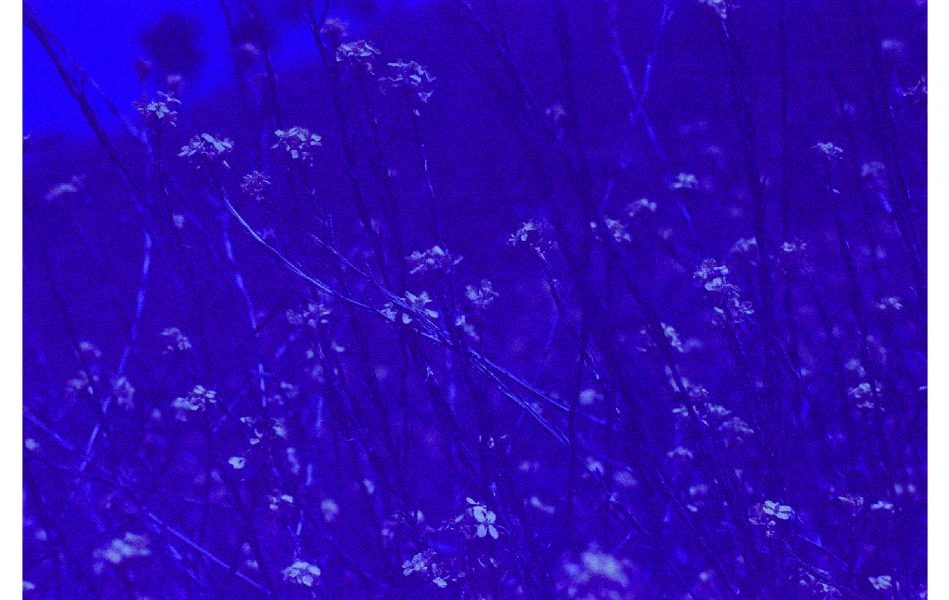 Pam Limon fotografia