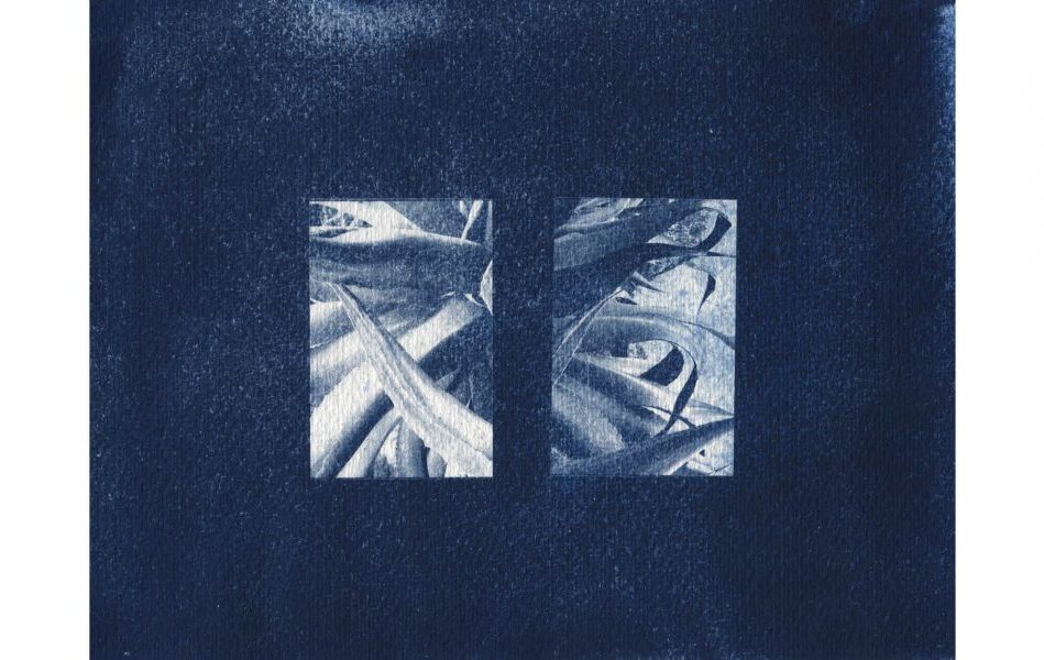 Pam limon azul de prusia