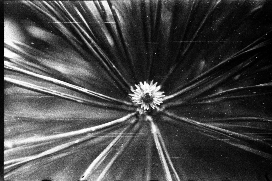 calogero salvo futuro despues de covid19