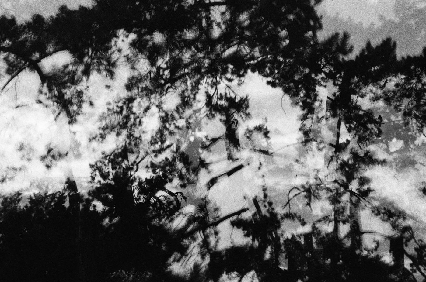 judith filc