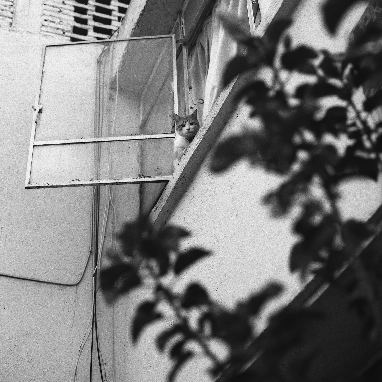 Proyecto analogo