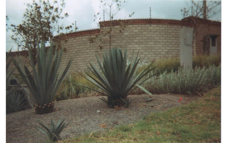 Diego Leyva Carlos noyola