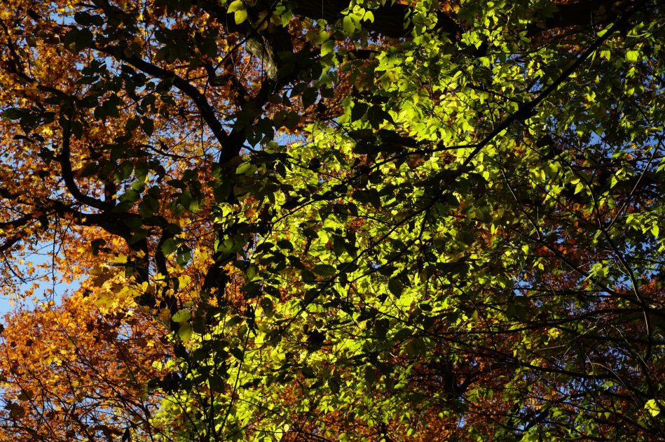daniel campos prospect park