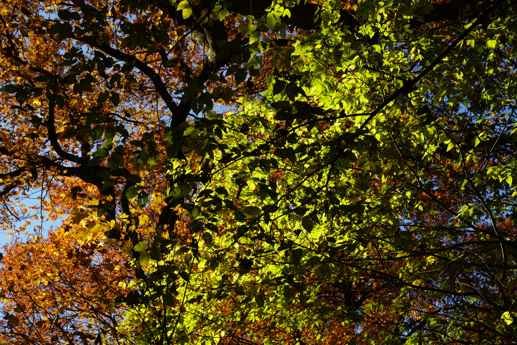 daniel campos prospect park