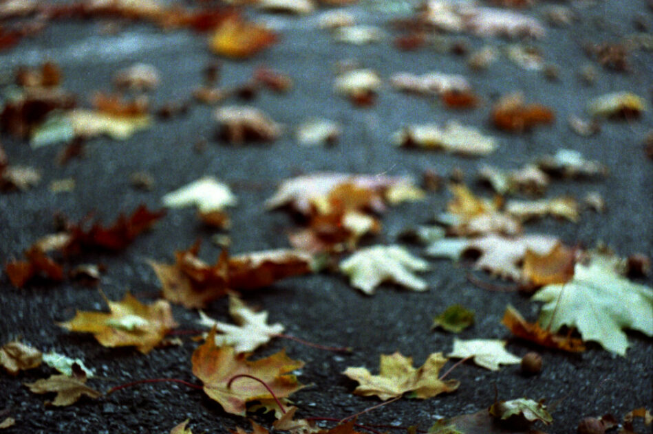 Daniel Campos