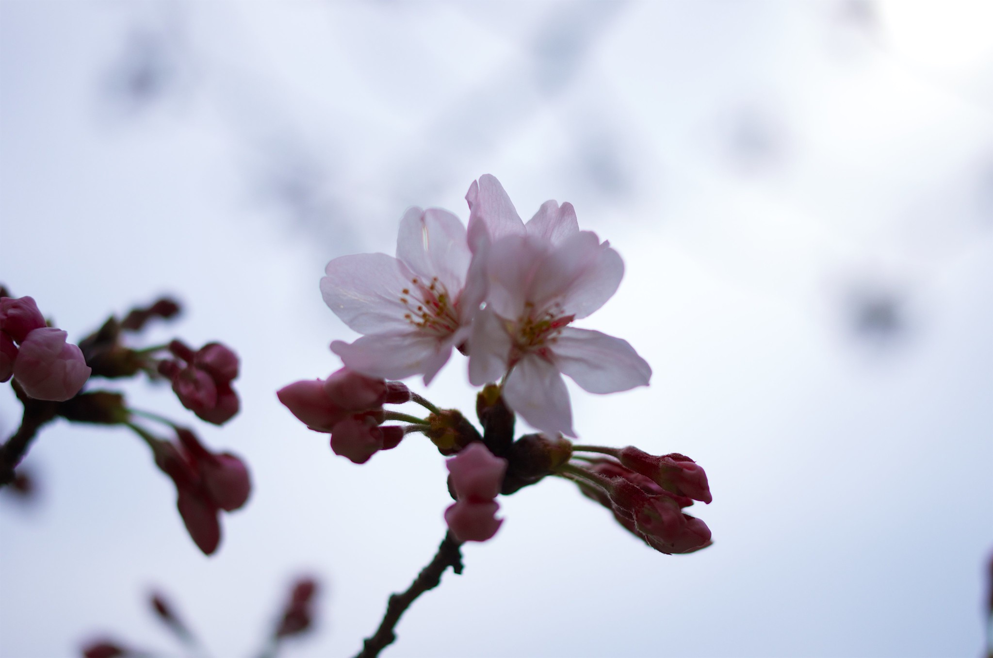 Cerezos en Flor, Sakura, belleza sin igual - News Madretierra